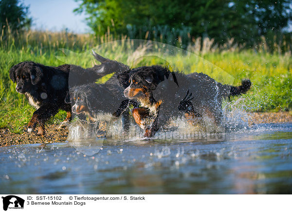 3 Bernese Mountain Dogs / SST-15102