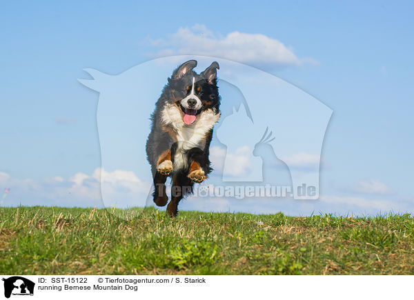 running Bernese Mountain Dog / SST-15122