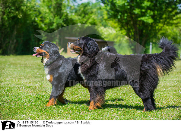 2 Bernese Mountain Dogs / SST-15126