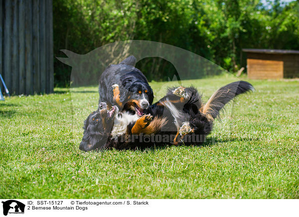 2 Bernese Mountain Dogs / SST-15127