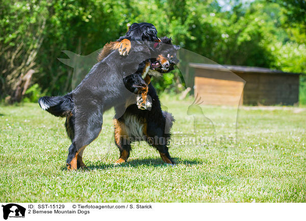 2 Bernese Mountain Dogs / SST-15129