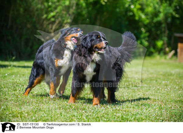 2 Bernese Mountain Dogs / SST-15130
