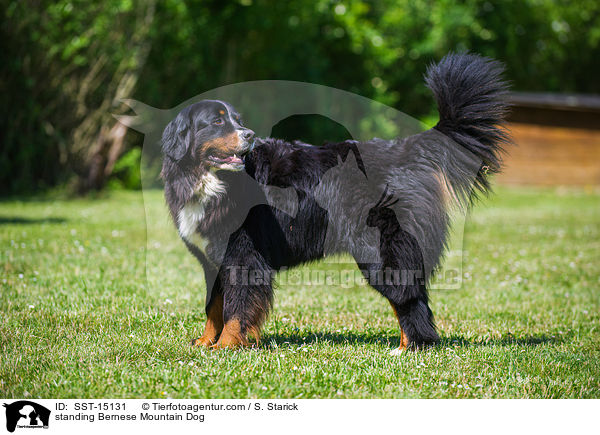 standing Bernese Mountain Dog / SST-15131