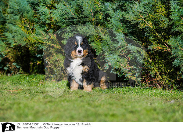 Bernese Mountain Dog Puppy / SST-15137