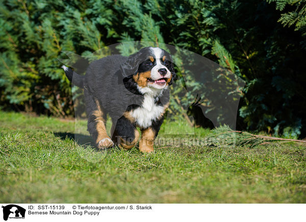 Bernese Mountain Dog Puppy / SST-15139