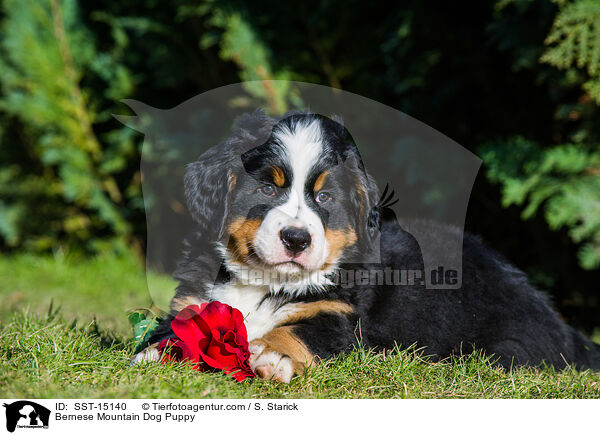 Bernese Mountain Dog Puppy / SST-15140