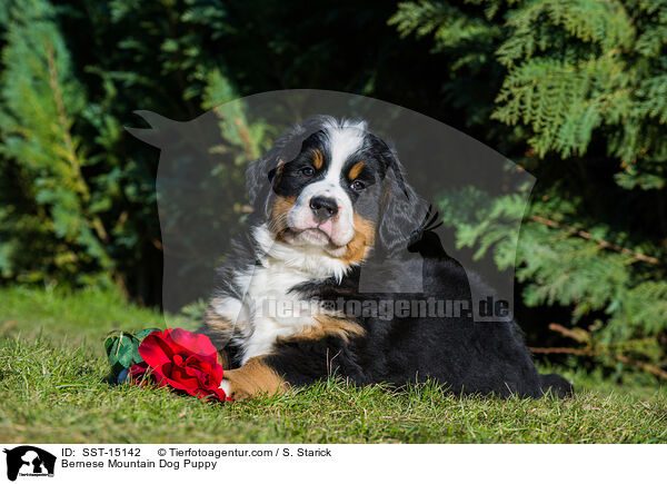 Bernese Mountain Dog Puppy / SST-15142