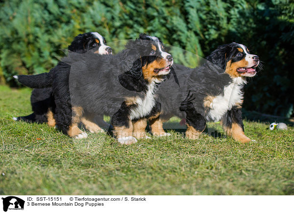 3 Bernese Mountain Dog Puppies / SST-15151