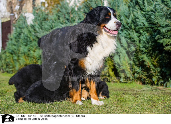 Bernese Mountain Dogs / SST-15152