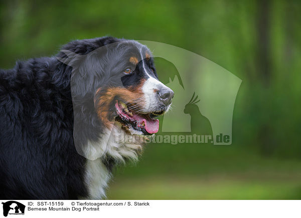 Bernese Mountain Dog Portrait / SST-15159