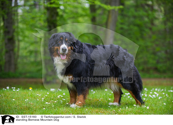 standing Bernese Mountain Dog / SST-15160