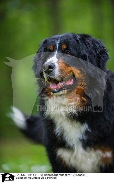 Bernese Mountain Dog Portrait / SST-15163