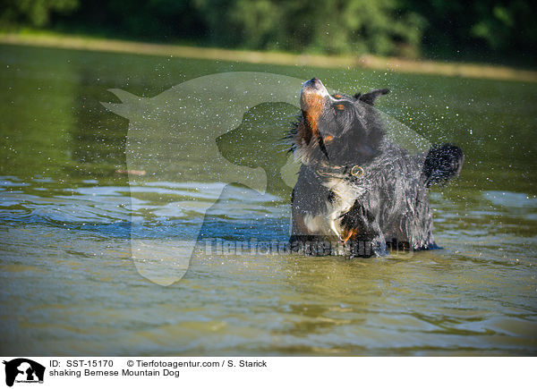 shaking Bernese Mountain Dog / SST-15170