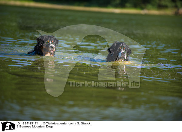2 Bernese Mountain Dogs / SST-15171