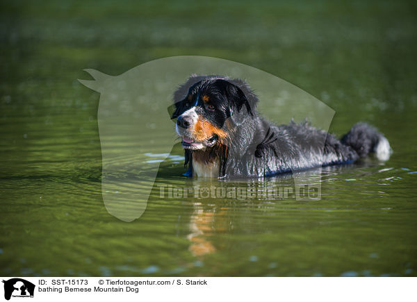 bathing Bernese Mountain Dog / SST-15173