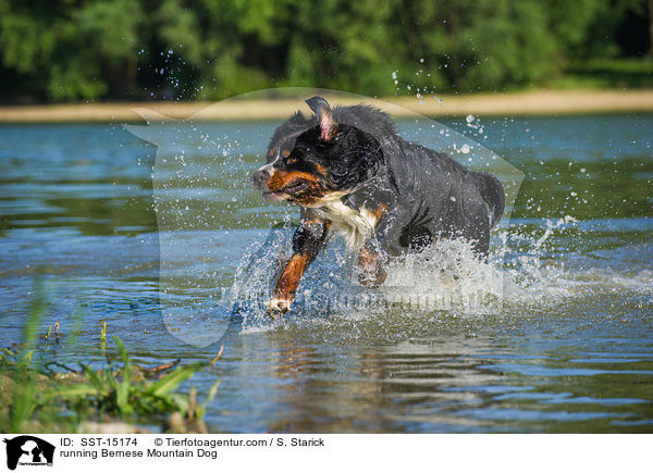 running Bernese Mountain Dog / SST-15174