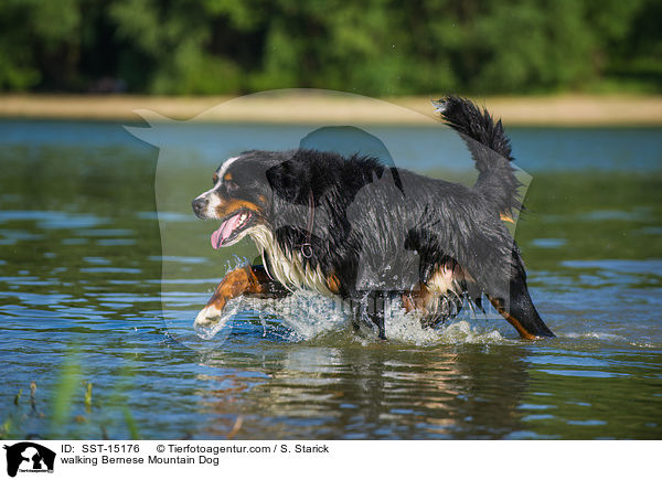 walking Bernese Mountain Dog / SST-15176