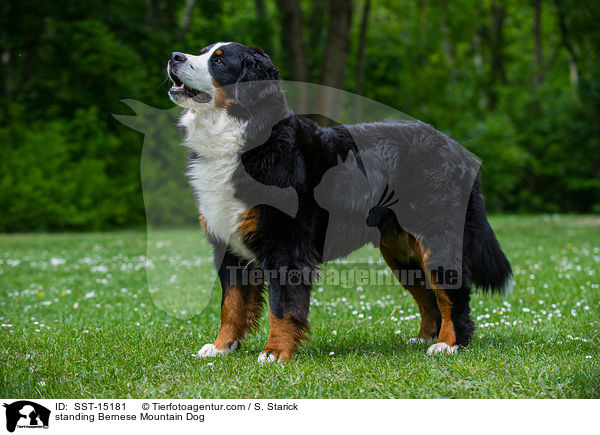 standing Bernese Mountain Dog / SST-15181