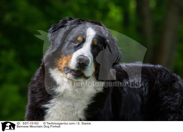 Bernese Mountain Dog Portrait / SST-15183