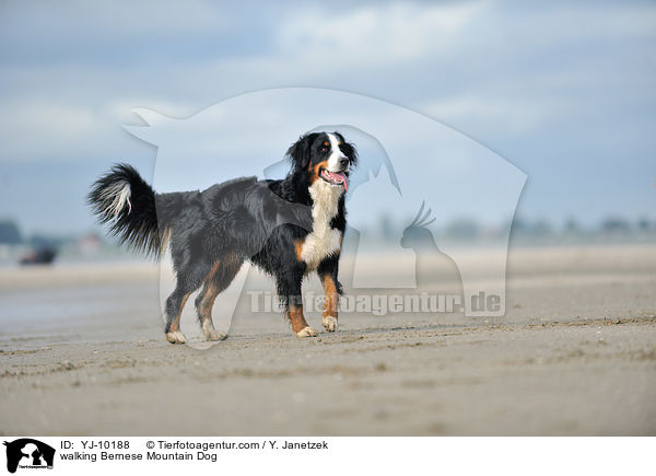 walking Bernese Mountain Dog / YJ-10188