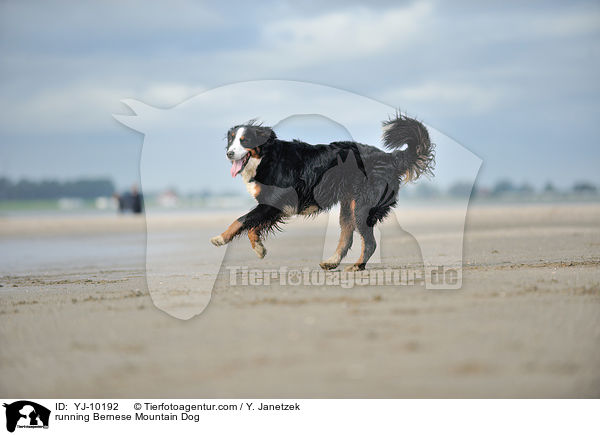 running Bernese Mountain Dog / YJ-10192
