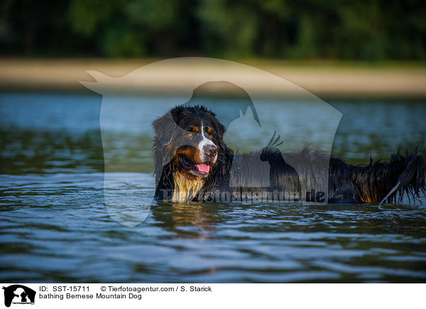 bathing Bernese Mountain Dog / SST-15711
