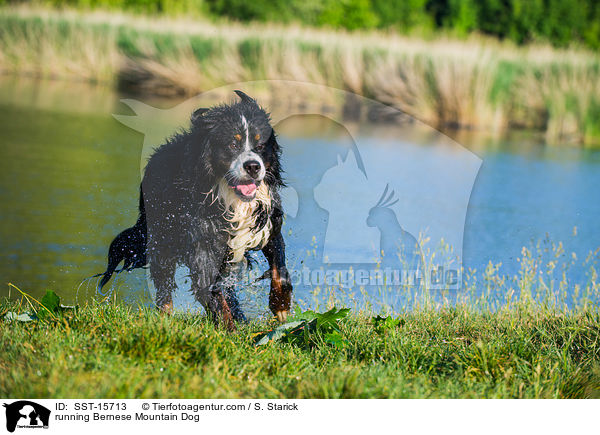 running Bernese Mountain Dog / SST-15713