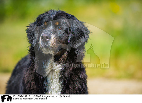 Bernese Mountain Dog Portrait / SST-15716