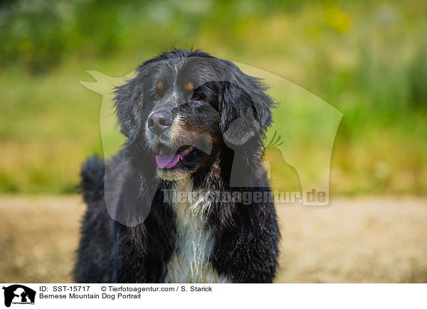 Bernese Mountain Dog Portrait / SST-15717