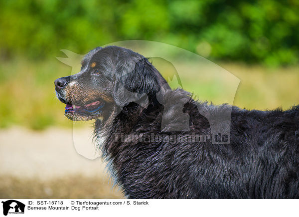 Bernese Mountain Dog Portrait / SST-15718