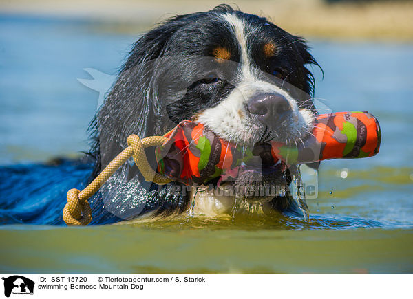 swimming Bernese Mountain Dog / SST-15720