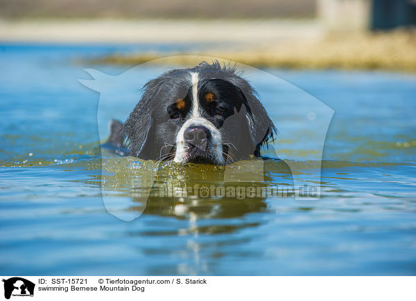 swimming Bernese Mountain Dog / SST-15721