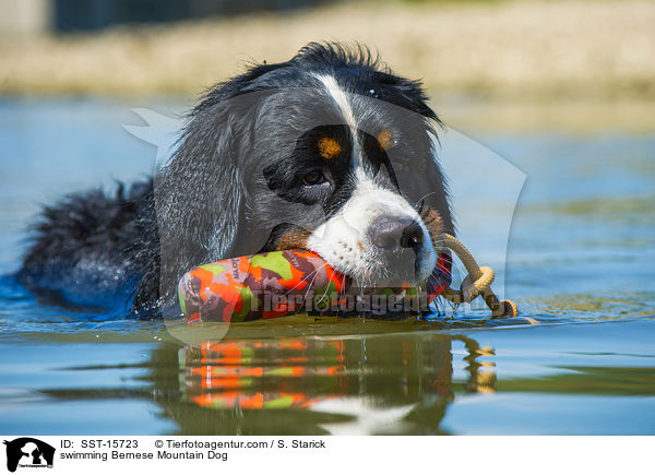 swimming Bernese Mountain Dog / SST-15723