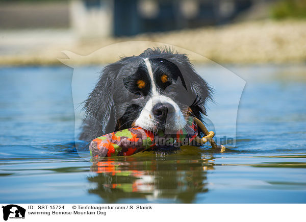 swimming Bernese Mountain Dog / SST-15724