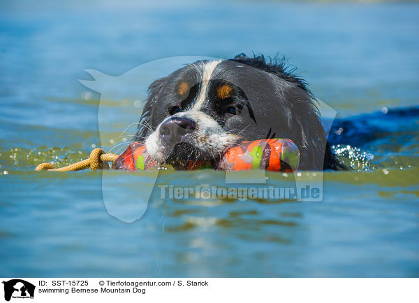 swimming Bernese Mountain Dog / SST-15725
