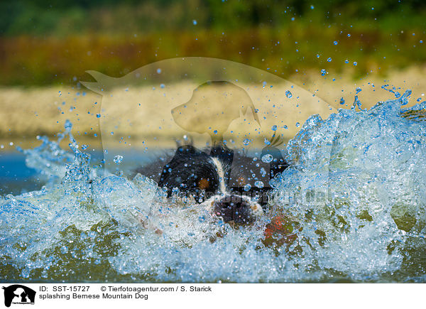 splashing Bernese Mountain Dog / SST-15727
