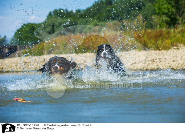 2 Bernese Mountain Dogs / SST-15728