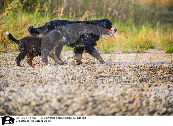 2 Bernese Mountain Dogs / SST-15730