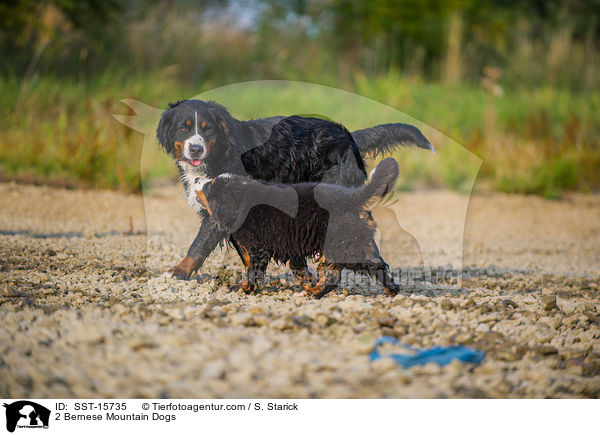 2 Bernese Mountain Dogs / SST-15735
