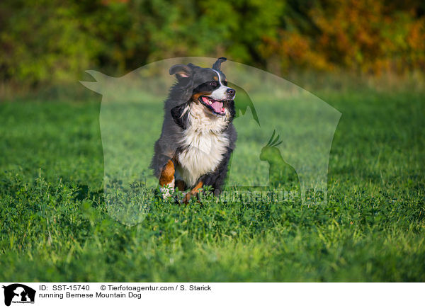 running Bernese Mountain Dog / SST-15740
