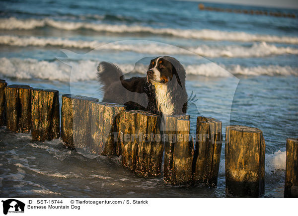 Bernese Mountain Dog / SST-15744