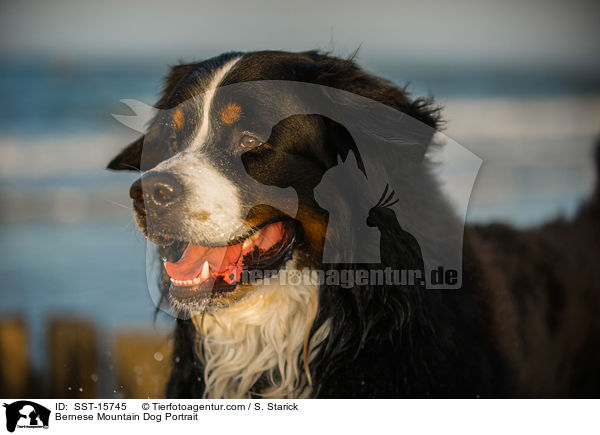 Bernese Mountain Dog Portrait / SST-15745