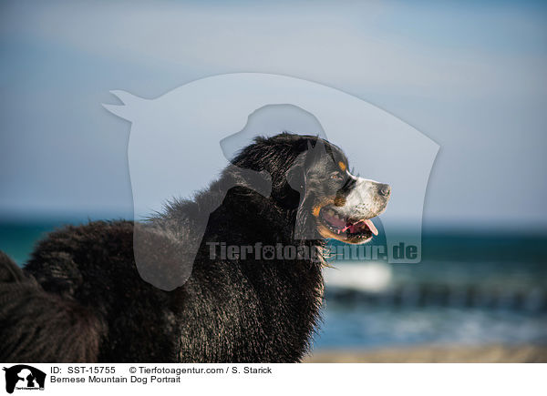 Bernese Mountain Dog Portrait / SST-15755