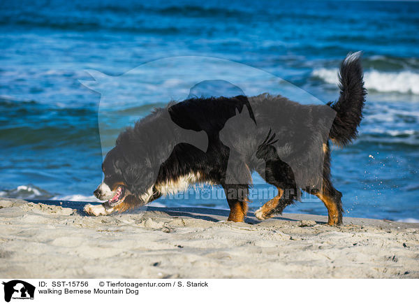walking Bernese Mountain Dog / SST-15756