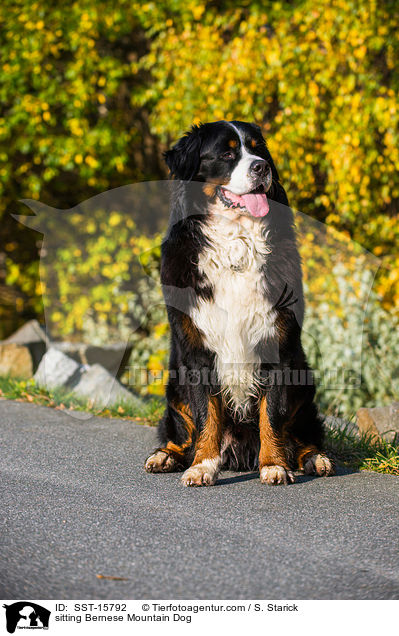 sitting Bernese Mountain Dog / SST-15792