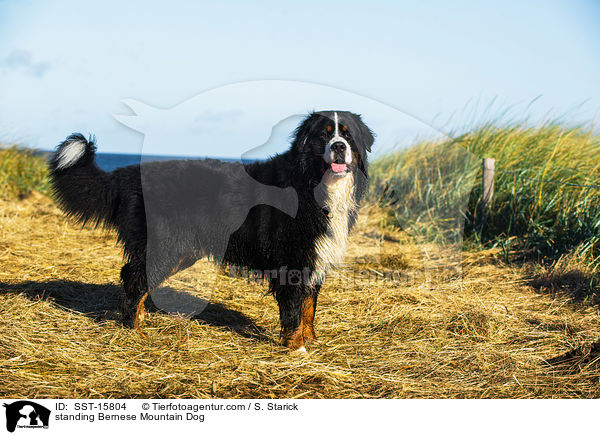 standing Bernese Mountain Dog / SST-15804