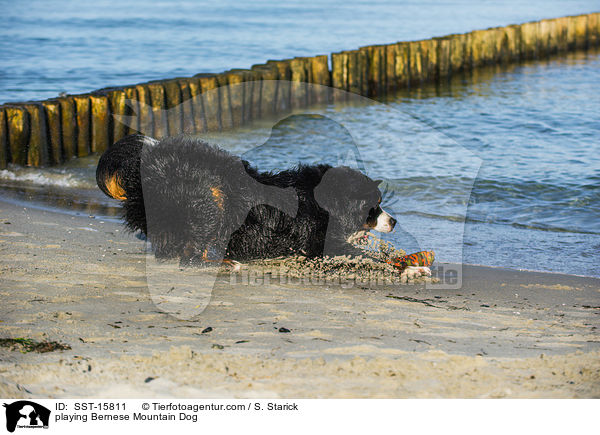 spielender Berner Sennenhund / playing Bernese Mountain Dog / SST-15811
