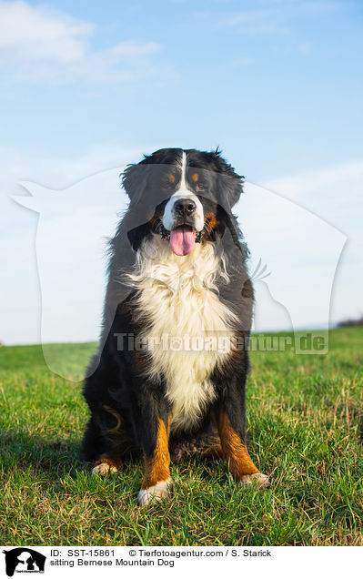 sitting Bernese Mountain Dog / SST-15861