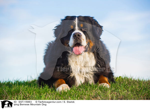 lying Bernese Mountain Dog / SST-15863