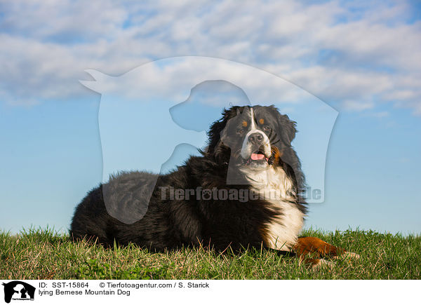lying Bernese Mountain Dog / SST-15864